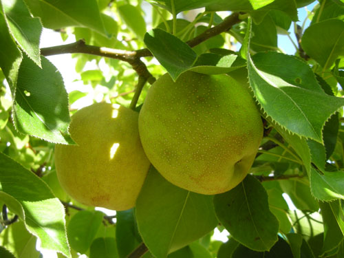 Gratuitous asian pear shot