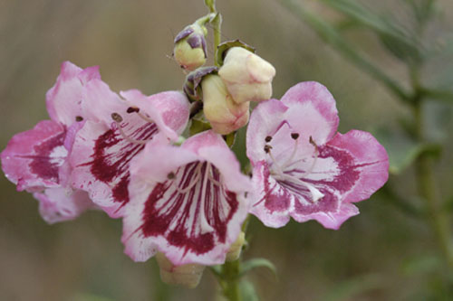 Penstemon hartwegii