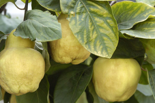 Ripening quinces