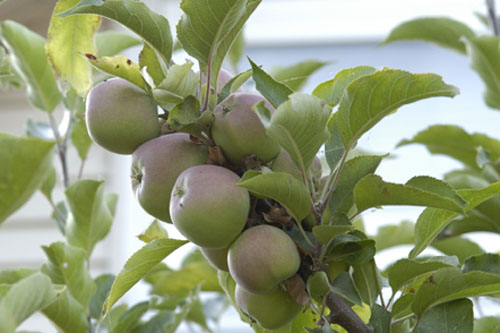 Brace of apples up high