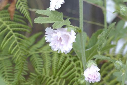 Hollyhock in bloom