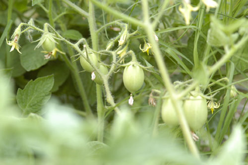 Roma tomatoes