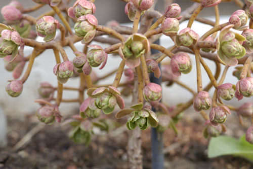 Aeonium spathulatum var. cruentum