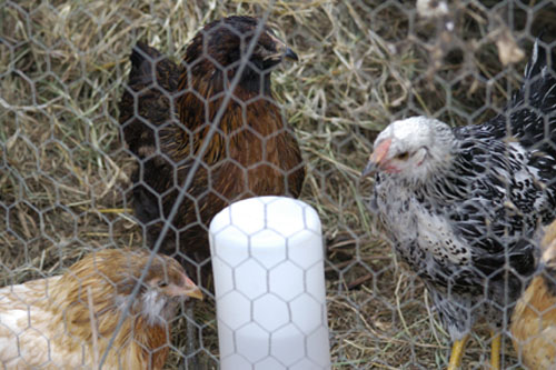 Dolly, Cher, and Janis in the yard