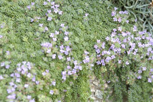 Thyme minimus