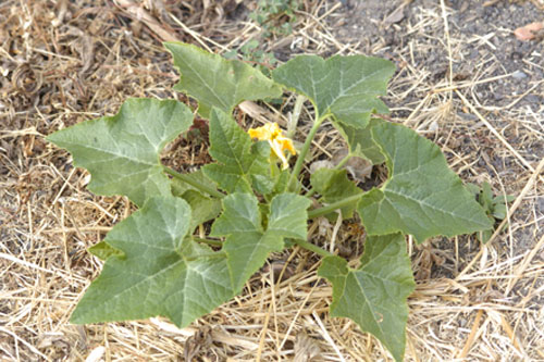 Random squash decides to grow