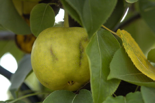 Nijiseki asian pear