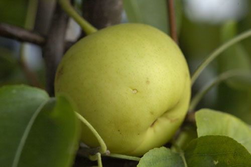 Shinseiki asian pear