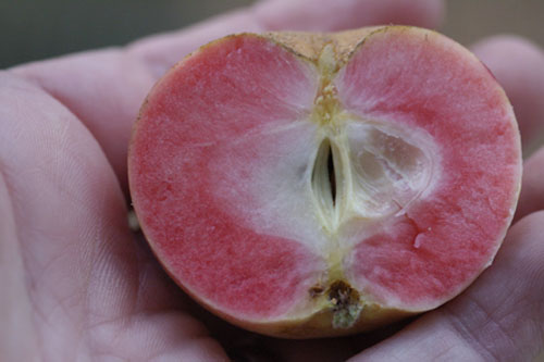 Pink Surprise insides