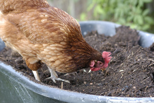 Liza eating worms from the compost