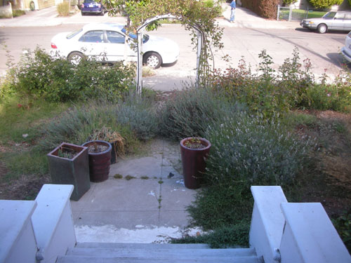 Overgrown lavender pathway