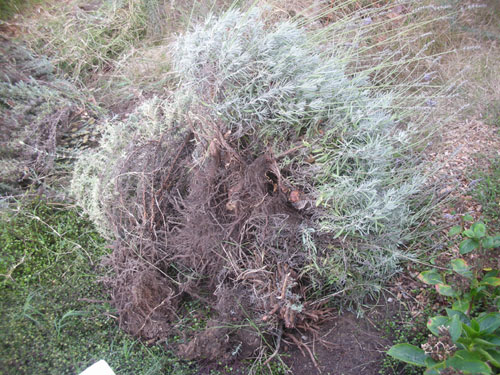 Dug up lavenders