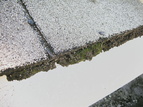 Moss growing on the old wooden shingles