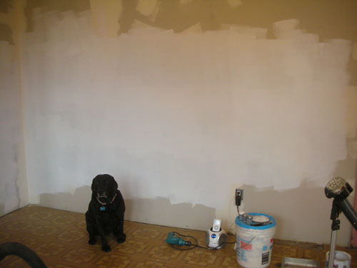 Primed wall and dog