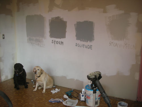 New paint samples and dogs