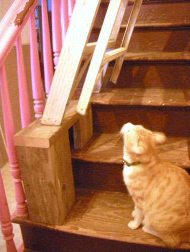 Schwa checks out the stair block