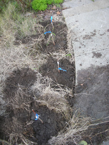 Plums planted by the path