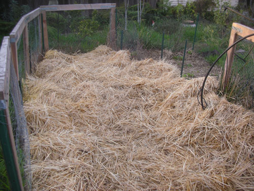 Hay in the vegetable garden