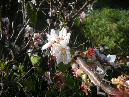 Contorted Quince