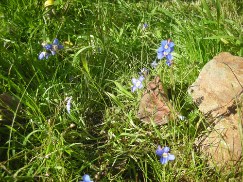 Heliophila longifolia