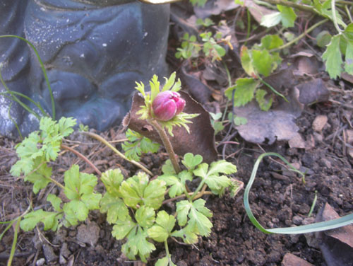 Anemone bud