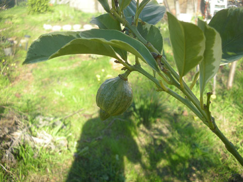 Will we finally get some variegated lemons this year?