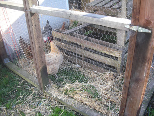 Straw in the chicken yard