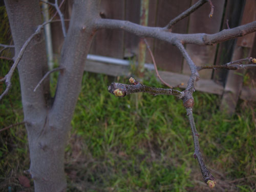 Quince buds