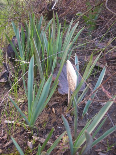 Species tulips coming up