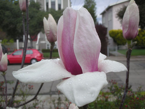 Magnolia bloom