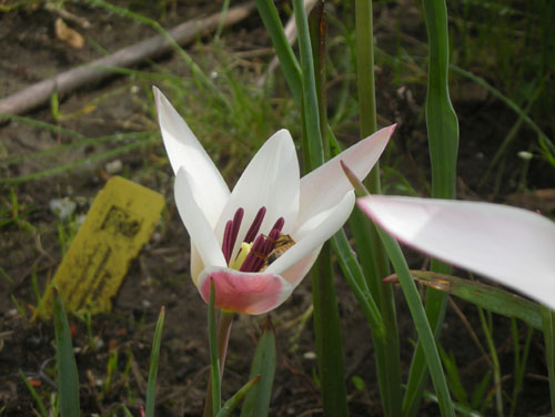 Bees in the tulips