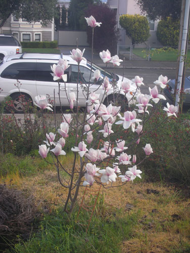 Magnolia tree in bloom