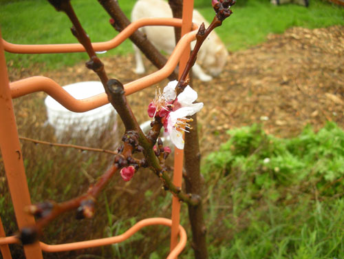 Apricot blossom