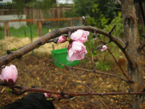 Nectarine blossom