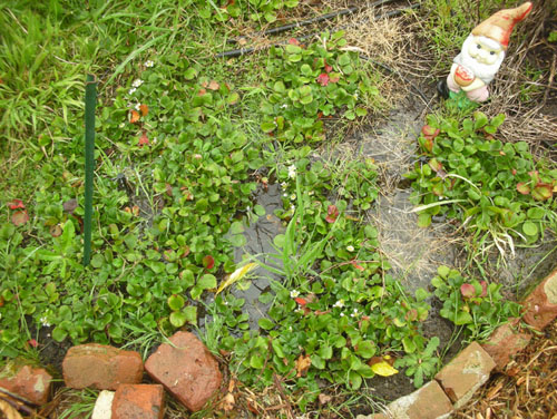 Drowning strawberries