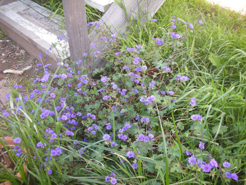 Side steps geranium