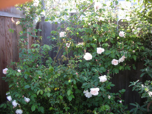 Rose at the back of the yard going nuts