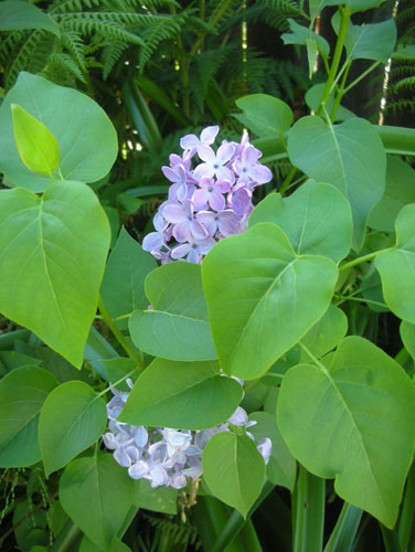 Blue Skies Lilac