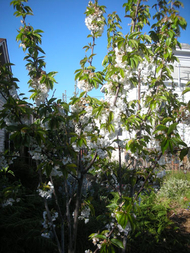 Cherry tree in bloom