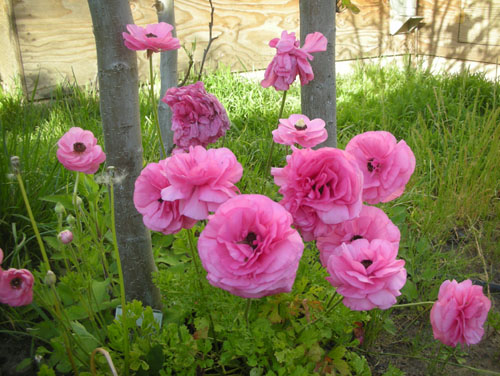 Ranunculus