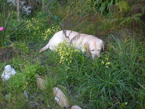 Goldie in the grass