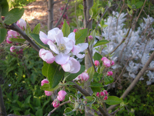 Apple blossoms