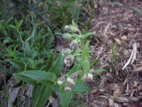 Pentstemon hardwegii