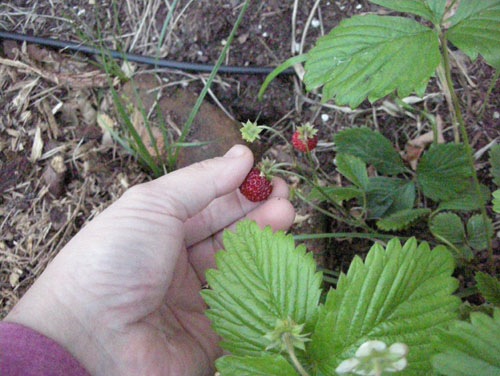 Alpine strawberries