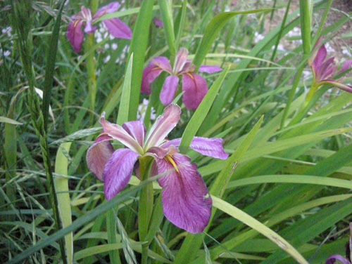 Iris nelsonii