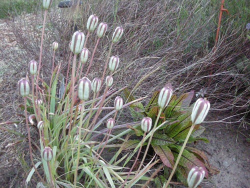 Lady Jane tulip seed heads