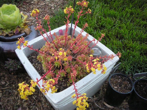 Crazy blooming succulent