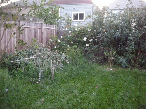 Chopped down eucalyptus