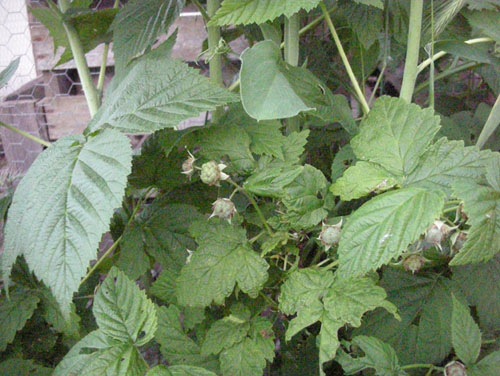 Baby raspberries