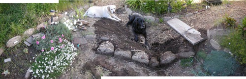 The dogs help me dig